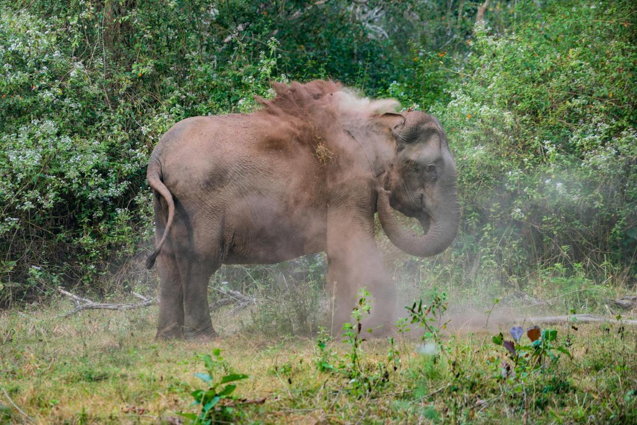 Kaav Safari Lodge, Kabini Begūr Esterno foto